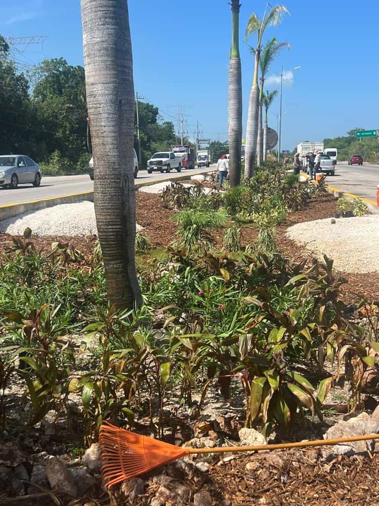 Gobierno municipal reforesta camellón de la carretera federal