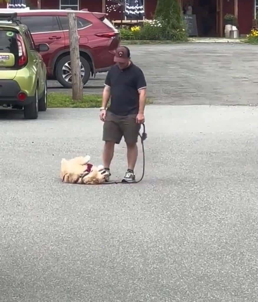 Perrito se muestra rebelde y se niega a caminar, tumbándose en el suelo en un acto de berrinche.