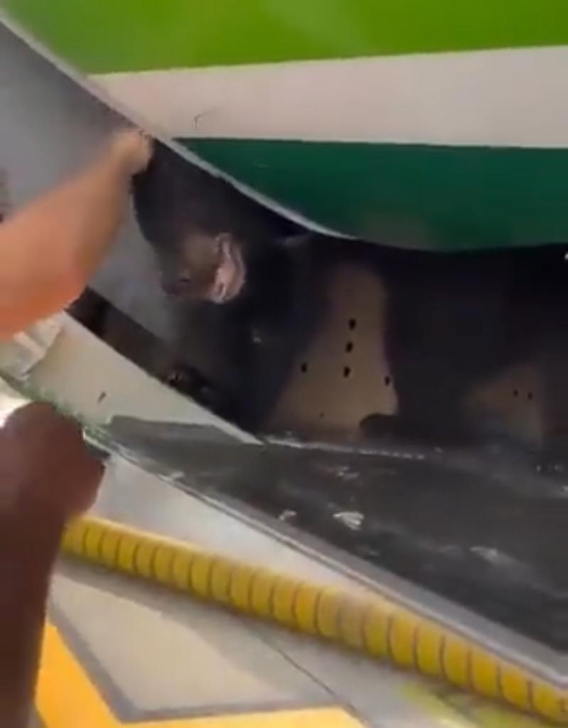 Un oso se libera de su recinto y causa la reprogramación de un vuelo de Iraqi Airways