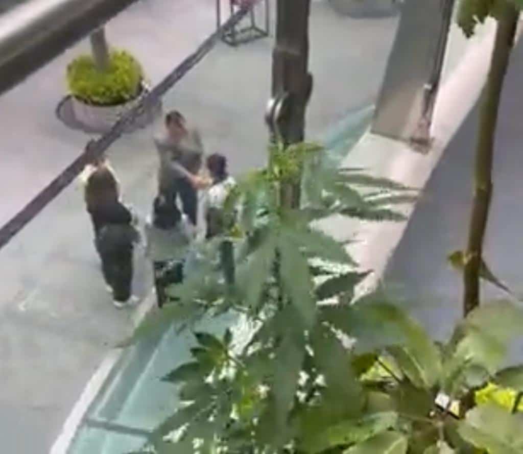 Planta de mariguana crece en los pasillos del Senado de la República