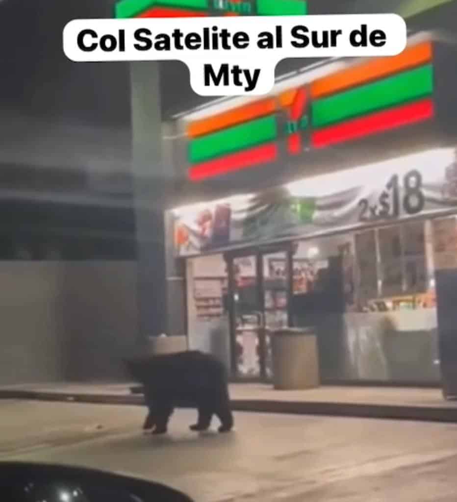 Un gran oso llega hasta una tienda 7-Eleven en Monterrey
