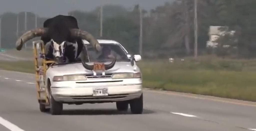 Arrestan al conductor por transportar ¡a su toro! en su vehículo