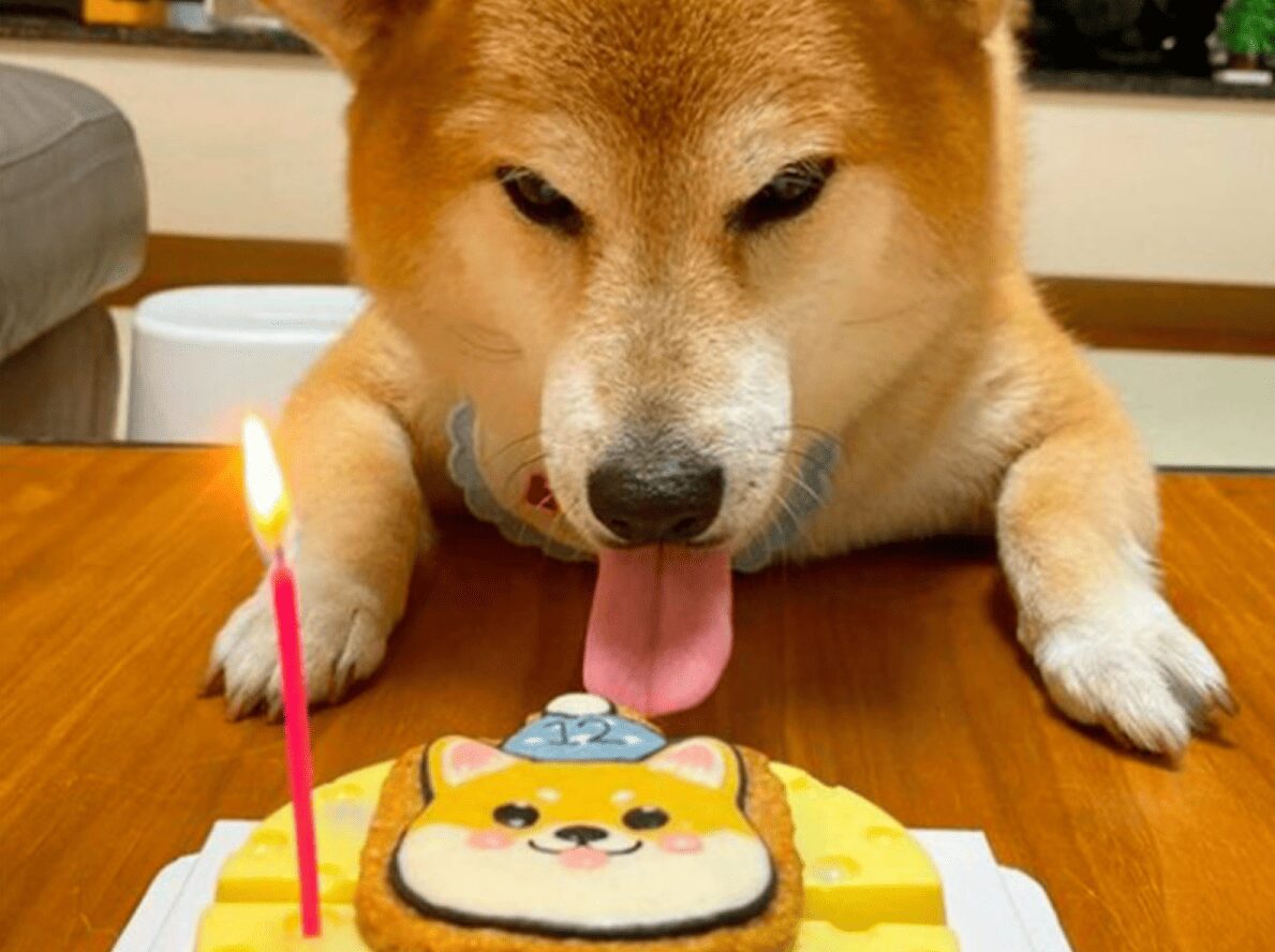 De esta manera festejó Cheems su última celebración de cumpleaños antes de morir