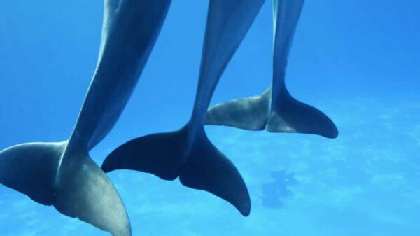En playas de Sinaloa, localizan restos de delfines y tortugas