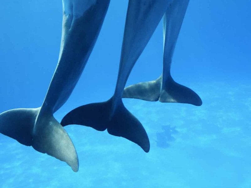 En playas de Sinaloa, localizan restos de delfines y tortugas