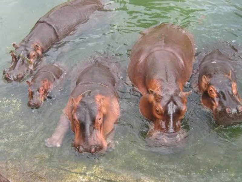 Diez hipopótamos de Pablo Escobar serán transportados a México