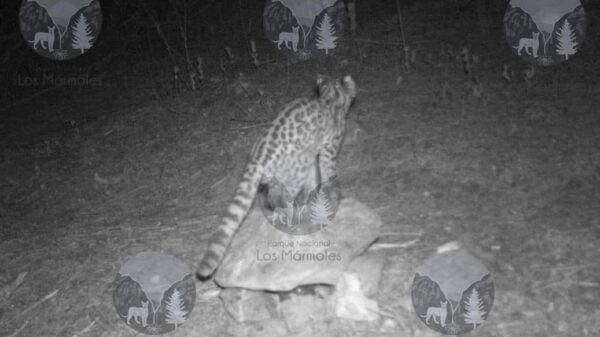 Se registra avistamiento de tigrillos en peligro de extinción en el parque nacional Los Mármoles