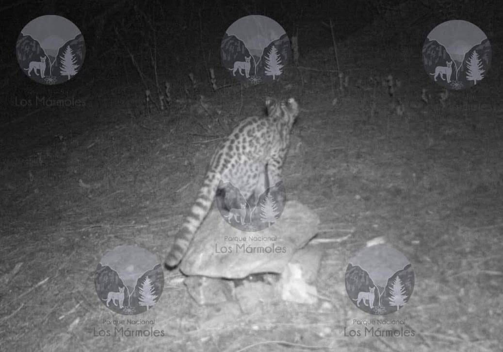 Se registra avistamiento de tigrillos en peligro de extinción en el parque nacional Los Mármoles