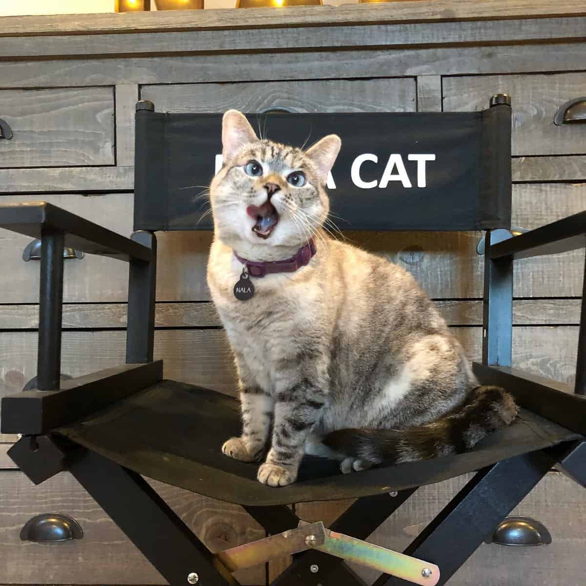 ¿Michis millonarios? Conoce a los gatitos más ricos del mundo