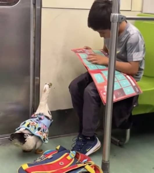 Un niño y su pato viajando en el metro roban el corazón de los usuarios de redes sociales; ¡simplemente enternecedor!