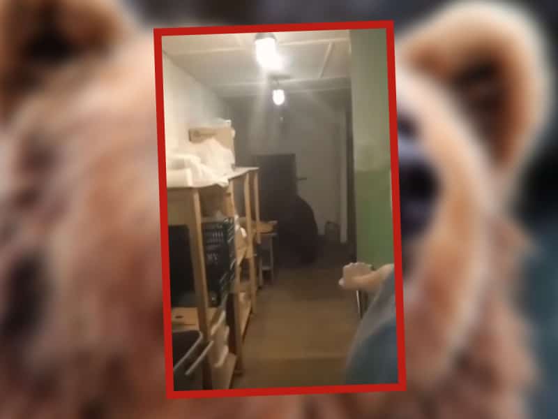 ¡Tenía antojo! Un oso entró a una panadería y se comió 125 pasteles