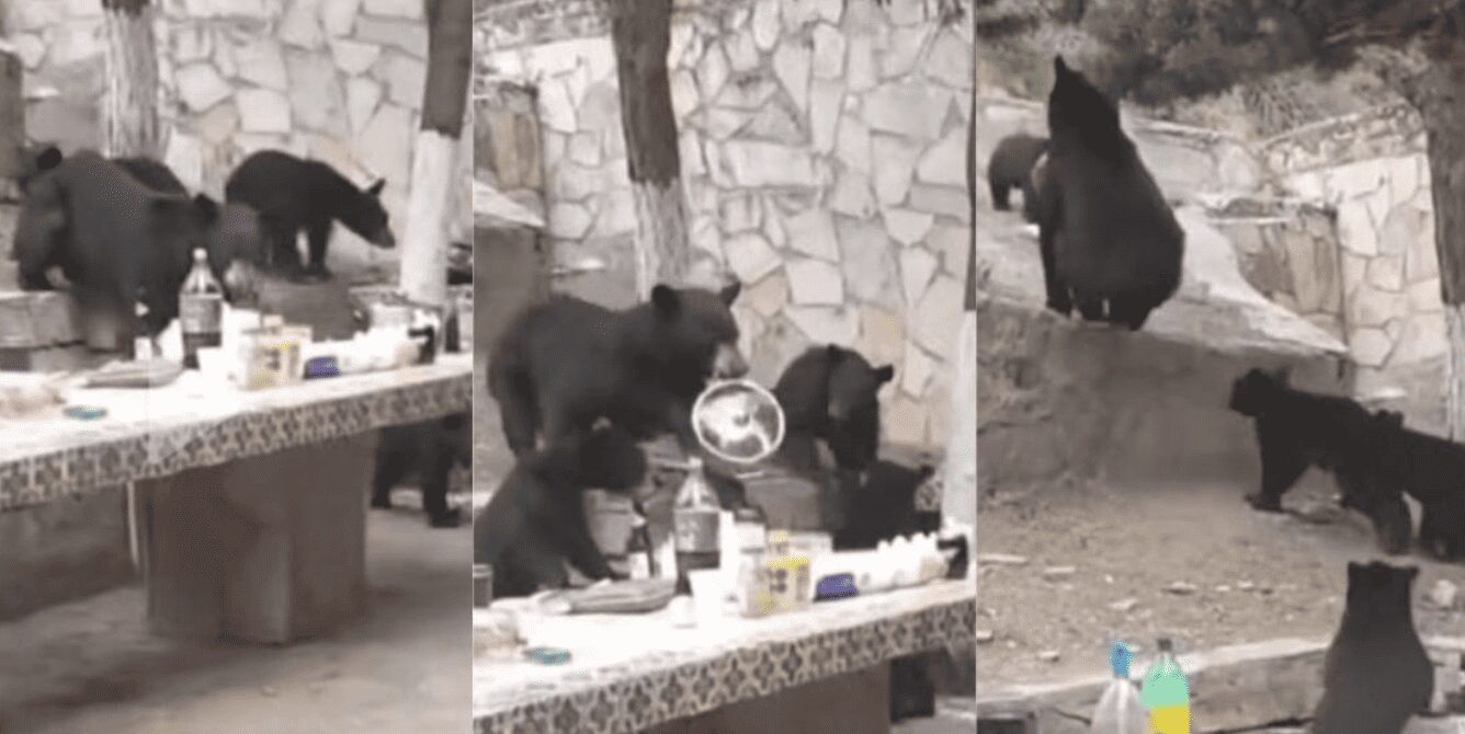 Una familia de osos roban una olla con salchichas durante una parrillada