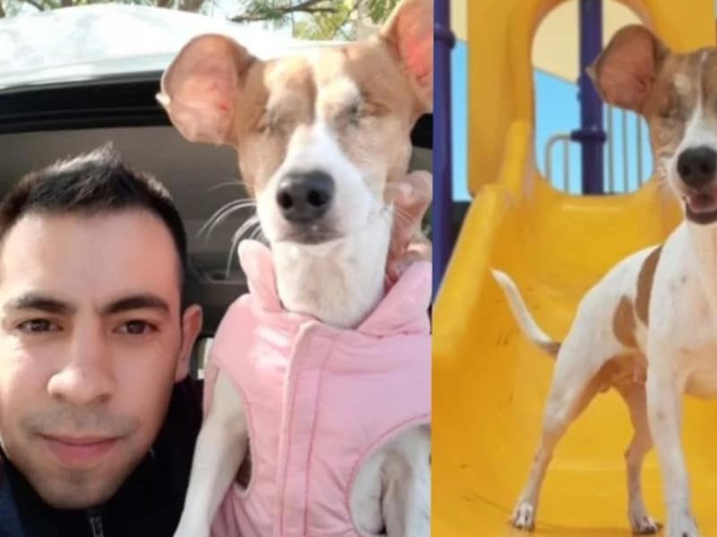Abandonan a perrito ciego en Monterrey y su historia impacta en redes sociales