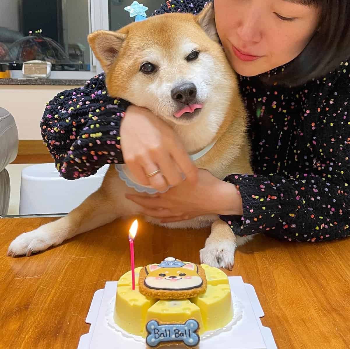 Muere Cheems, el perrito que ayudó a muchos durante la pandemia