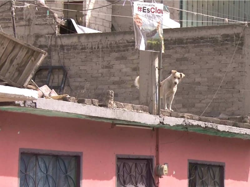 Contra el maltrato animal: Multas de más de10 mil pesos en Nezahualcóyotl