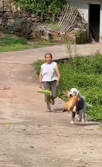 Perro perseguido con una gallina en el hocico provoca polémica en redes sociales: ¿es un robo o un rescate?