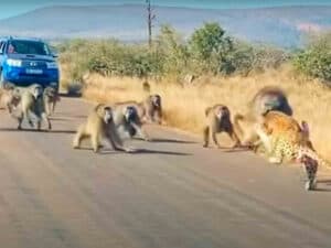 Vídeo: una banda de babuinos se defiende del ataque de un leopardo