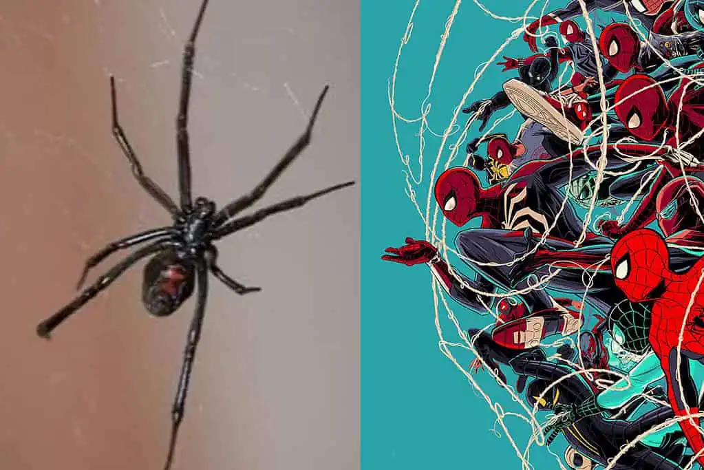 Niño se deja picar por araña viuda negra para ser Spider-Man