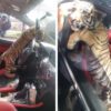 Bebé tigre es rescatado en un auto en Neza