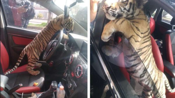 Bebé tigre es rescatado en un auto en Neza