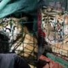 Rescatan a otro tigre de Bengala en Tlaquepaque