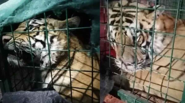 Rescatan a otro tigre de Bengala en Tlaquepaque