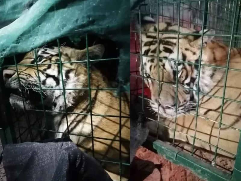 Rescatan a otro tigre de Bengala en Tlaquepaque
