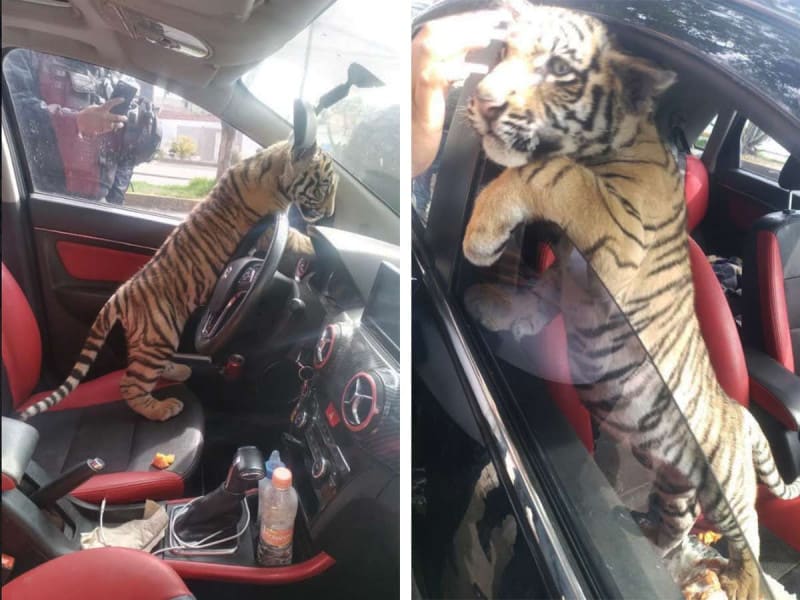 Bebé tigre es rescatado en un auto en Neza