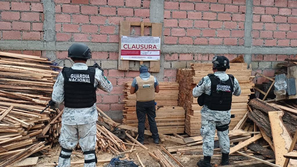 En CDMX se logra  un decomiso histórico contra los talamontes