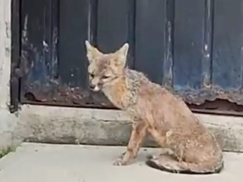Rescatan a zorro que vagaba por taller del Metro en CDMX