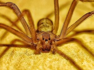 ¿Cómo prevenir la presencia de arañas violinistas en casa?