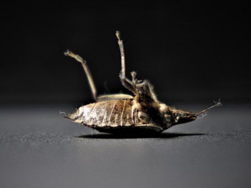 ¿Chinches? ¡No te preocupes en absoluto!… evita su presencia con estos consejos antes de que aparezcan