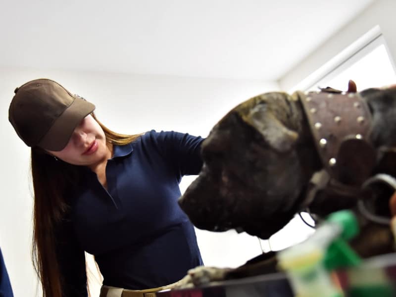 Salvan a un perro que fue víctima de maltrato por parte de varios individuos en Ecatepec