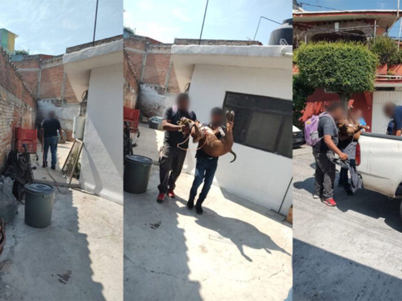 Capturan a pitbull involucrado en el ataque a un niño de 5 años en Morelos