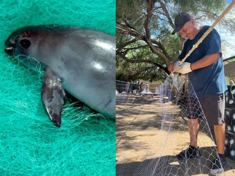 Mañana comienza otra temporada de pesca de camarón con el uso de redes ilegales en el hábitat de la vaquita marina