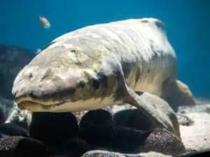 Matusalén, el pez centenario que reside en un acuario desafiando la extinción
