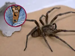 Científicos quieren combatir la disfunción eréctil con veneno de araña