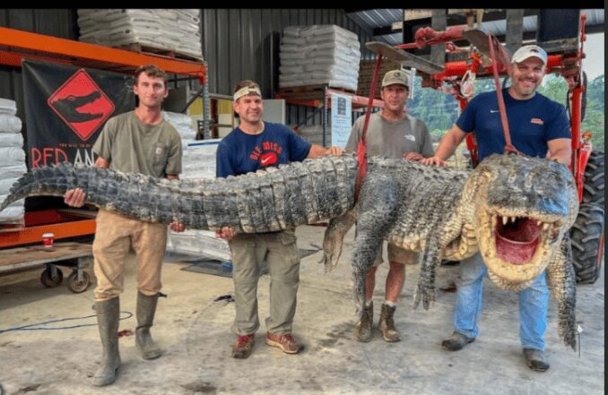 Rompen récord al cazar a un cocodrilo gigante en el Misisipi