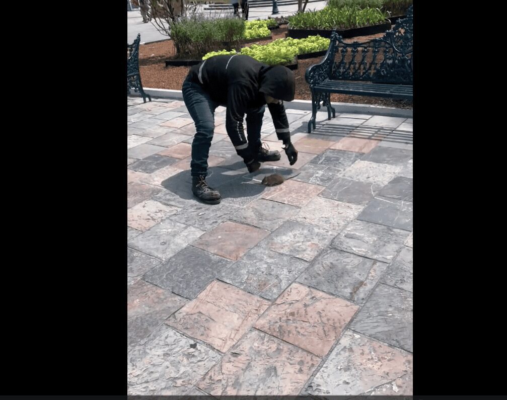 En el Zócalo de Puebla, un hombre encuentra rata y la adopta como mascota