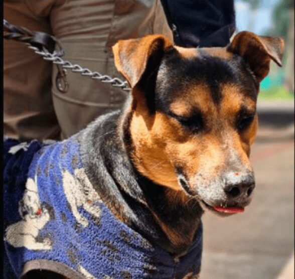 Él es Cadete, el perrito que robó corazones en el Desfile Militar