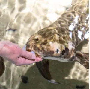Te presentamos a Matusalén, el pez de 100 años que vive en un acuario