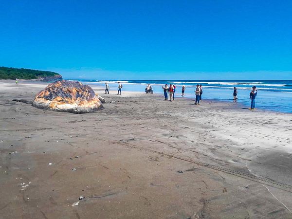 Ballena jorobada de 15 metros es encontrada muerta en playa de El Salvador
