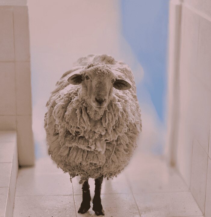 Un borrego fue rescatado de una vivienda en la Ciudad de México