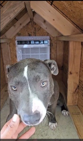 Bruno, el perro más consentido del mundo; ¡tiene aire acondicionado en su casita!