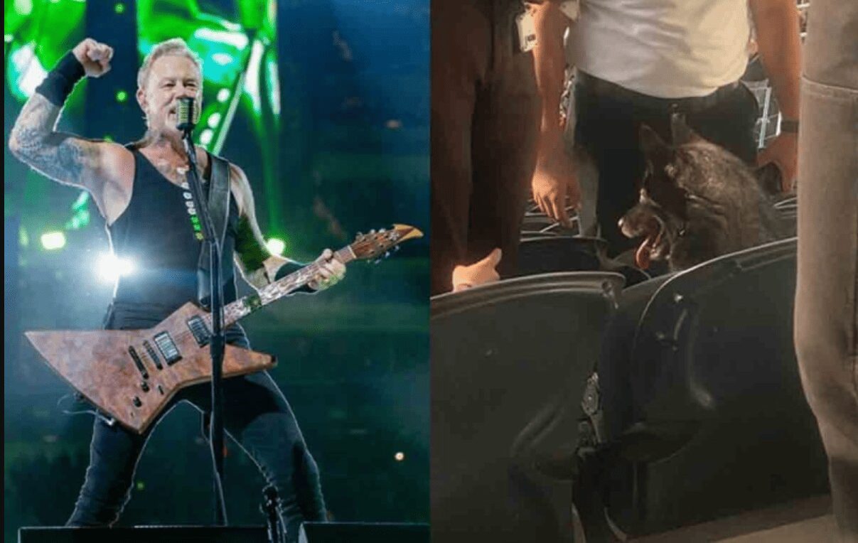 Una perrita amante del metal se escapa de su hogar y la descubren en un concierto de Metallica