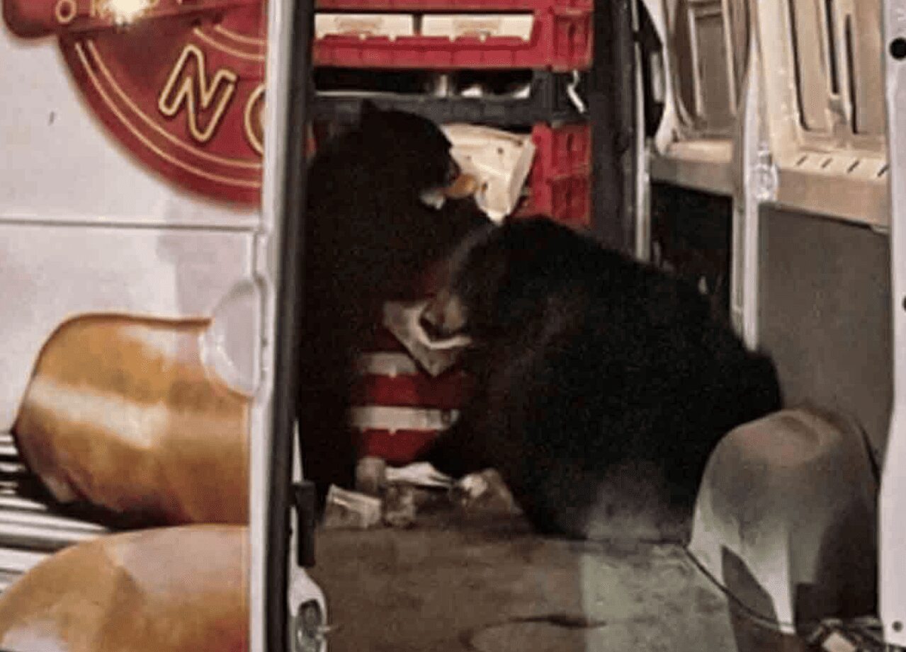 Una familia de osos en Alaska se apodera de un camión de donas y disfruta de un banquete
