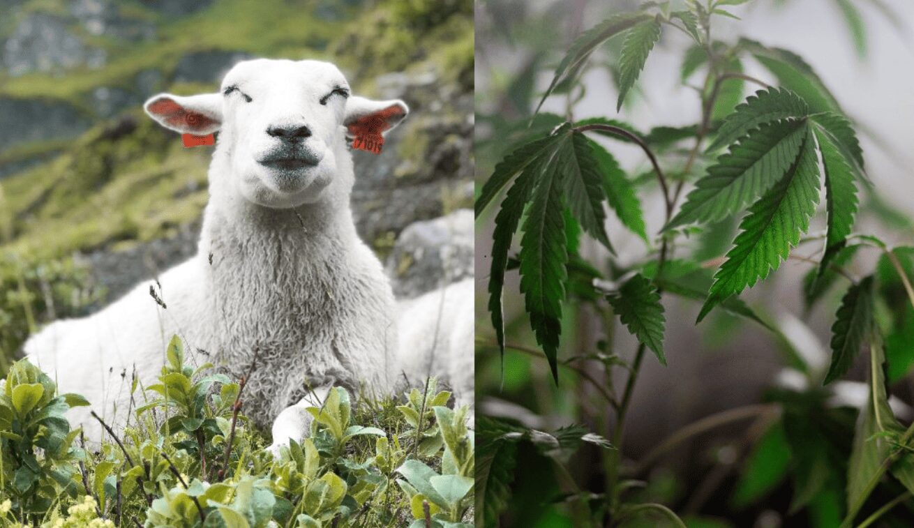 Un rebaño de ovejas se comió un cultivo de marihuana en Grecia