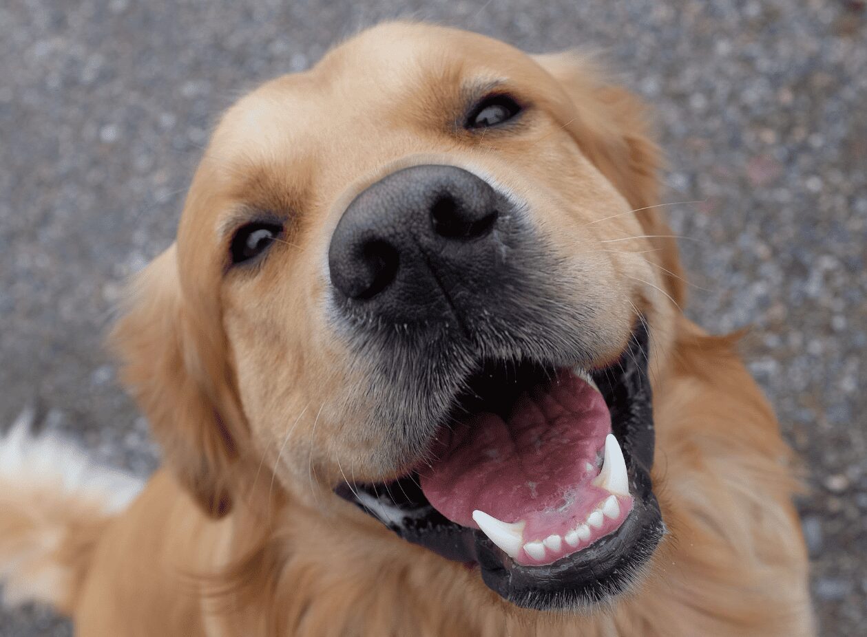 Un juez autoriza que un prisionero pueda pasar tiempo con su perro antes de que el animal sea sacrificado