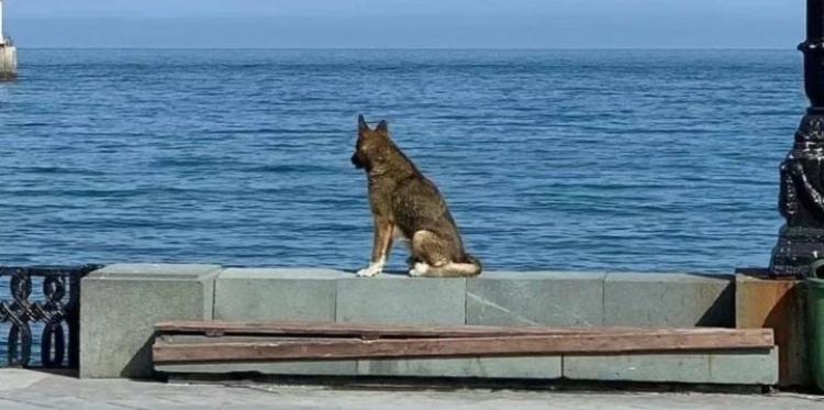 Como de película: Murió Muhktar, el perro que esperó a su dueño por 12 años