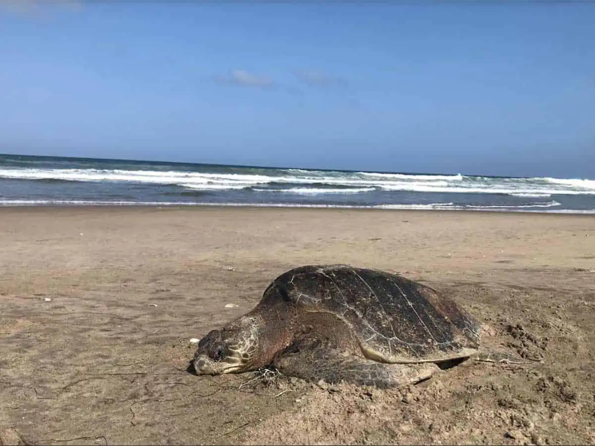 México recibe certificaciones negativas de EU por caza furtiva de tortugas